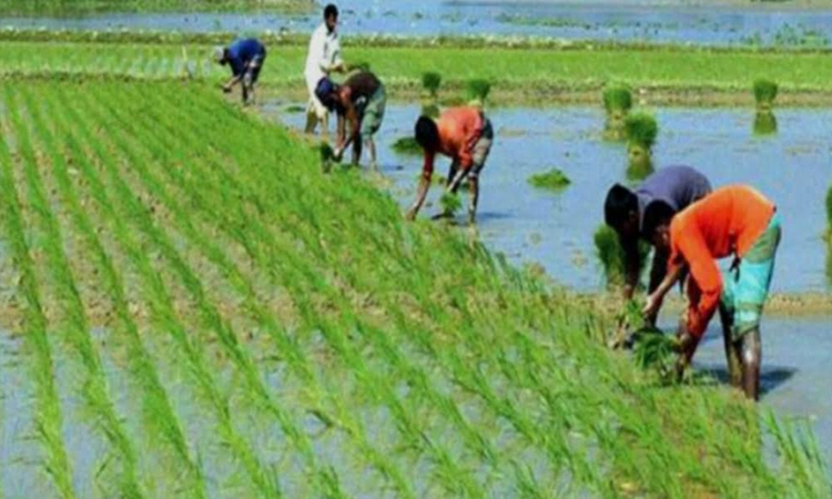 Khulna farmers achieve 96% of boro planting target