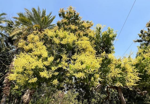 Mango production in Patuakhali likely to exceed target this season