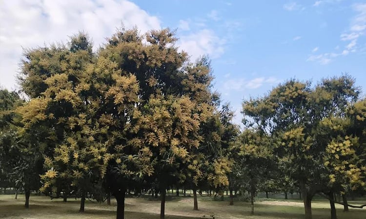 Mango orchards fill up with blossoms in C'nawabganj