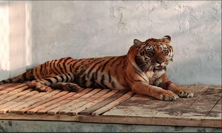 Injured tigress likely to return to Sundarbans in March