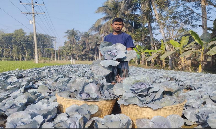 Colourful cauliflower cultivation changes fortunes of Dumuria farmers