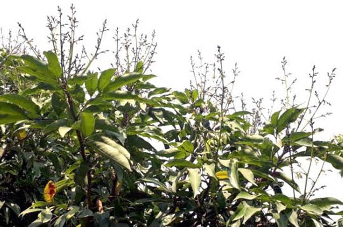 Dinajpur expects bumper litchi yield as orchards begin blooming