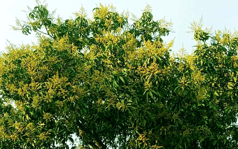 Farmers happy as mango trees bloom profusely in Rangpur region 