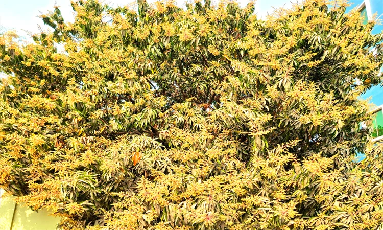Rajshahi region's mango orchards covered in blossoms