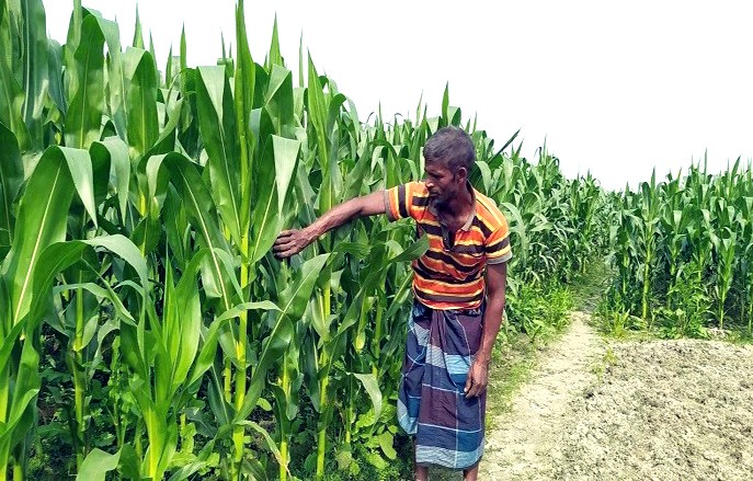 Farmers await bumper maize harvest in Rangpur region