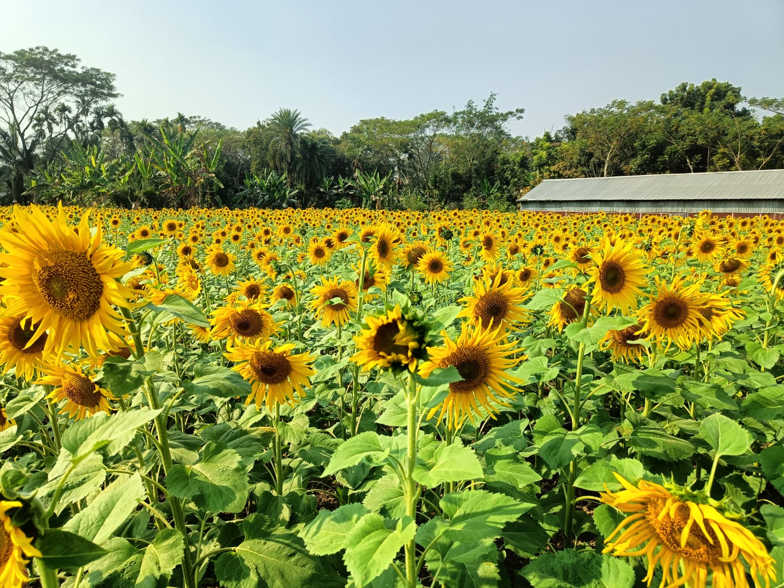 Sunflower cultivation bloom hopes among Khulna farmers 