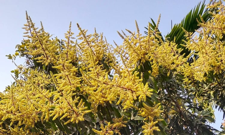 Farmers happy as mango trees bloom abundantly in Khulna 