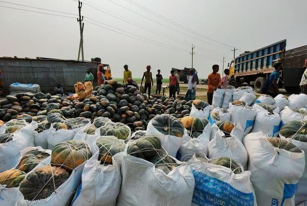Bumper yield of pumpkins in Netrokona haor delights farmers