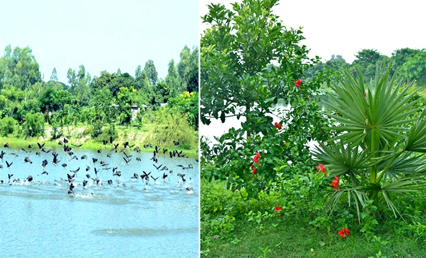 Bharardaho Beel captures hearts of people with its trees, guest birds