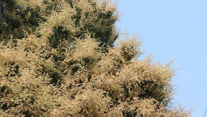 Mango acreage falls in Rajshahi, rises in Naogaon