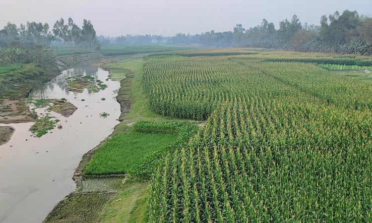 Kurigram char areas wear green look with vast crop production