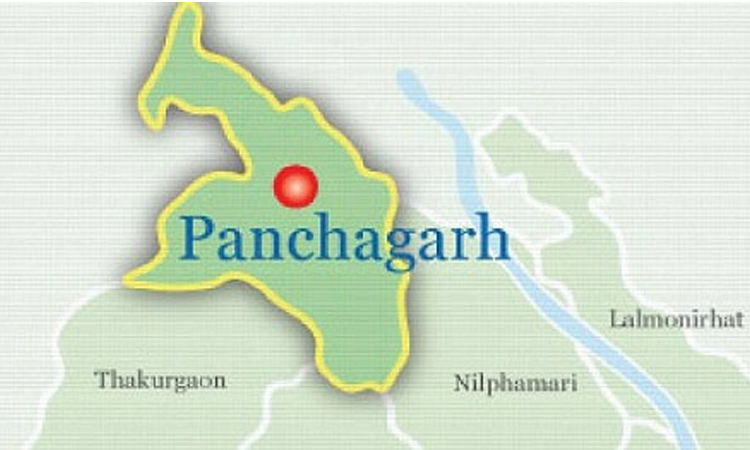 Exotic tulips turn Panchagarh into 'Little Netherlands'