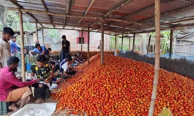 Largest wholesale tomato market thrives in Dinajpur