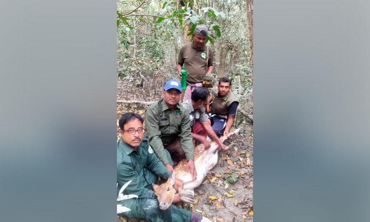 Deer rescued from poachers’ trap, released into the Sundarban