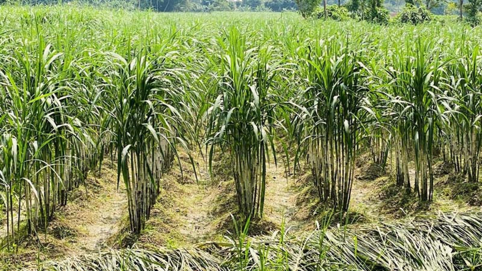 Sugarcane cultivation in Rajshahi region declines by 52pc in decade