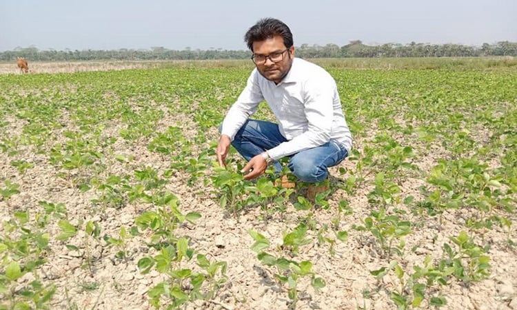 Bumper mung bean production makes Khulna farmers happy