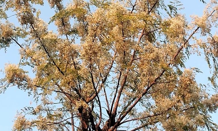 Expectation of moringa sales worth crores of taka in Tanore