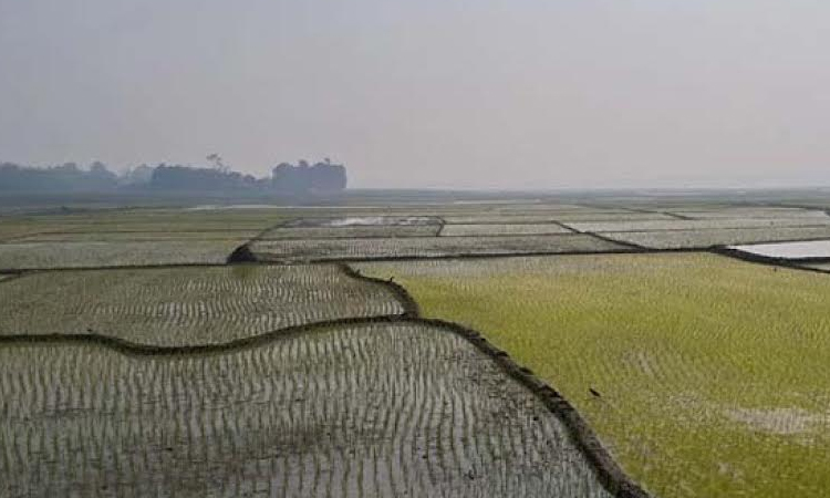 Boro rice production target set at 3 lakh tons in Rajshahi
