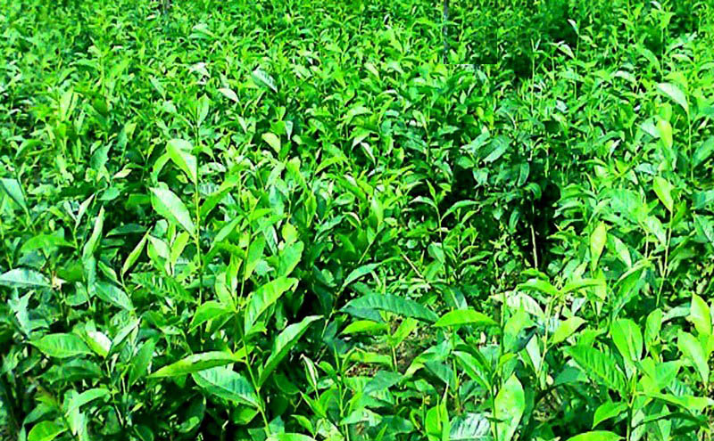Weekly tea sale met with strong demand for all varieties