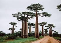 Madagascar's leader fires PM, cabinet