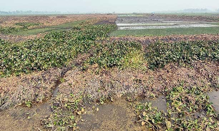 Excavation of Roktodoh Beel may add Tk 170cr crop output annually