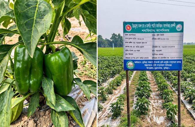 Capsicum cultivation brings new hope to farmers in Cumilla