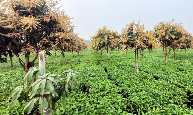 Alam sets example with profitable integrated tea-mango cultivation