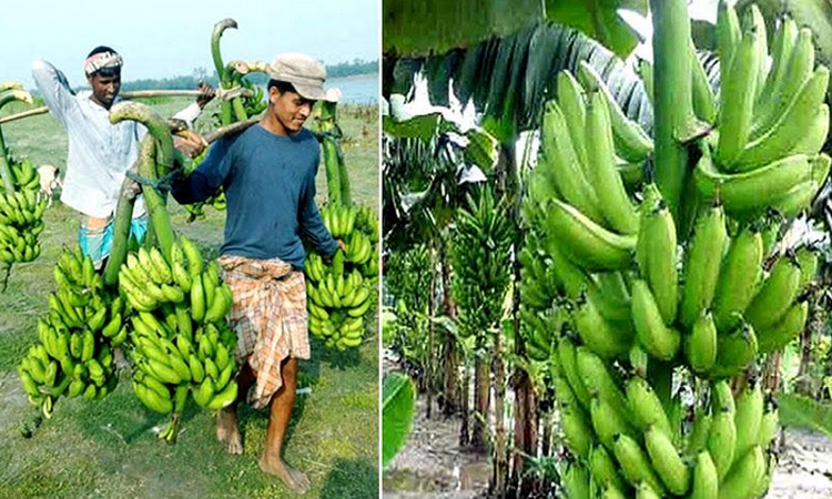 Excellent yield, all-time record prices make Rangpur banana farmers happy