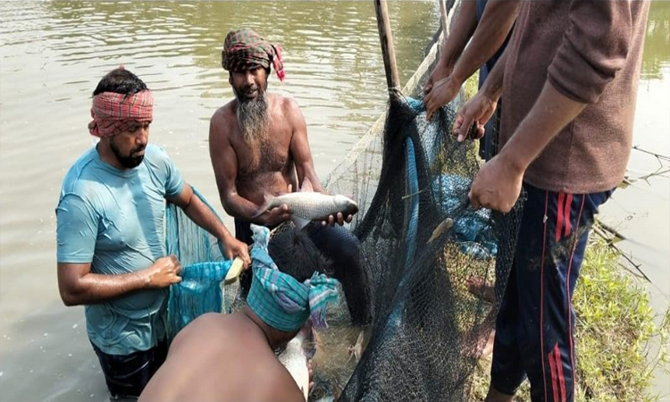 Bashar finds success through cluster-based fish farming in Dighalia