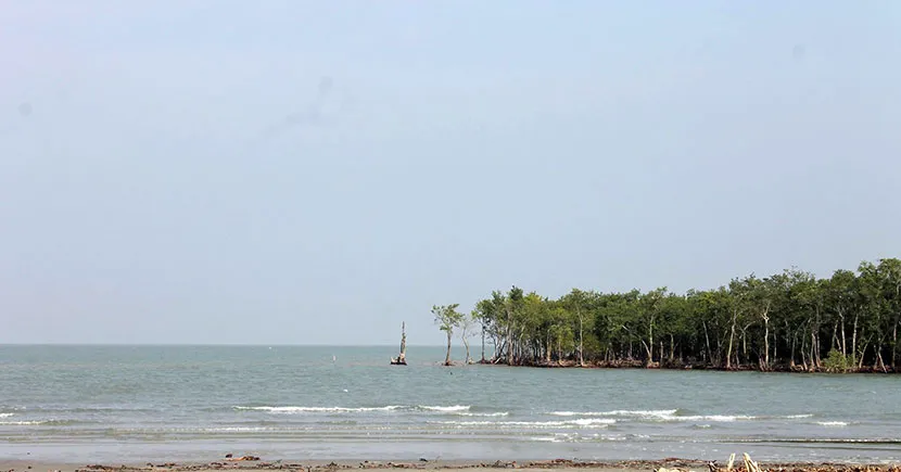 Forest guards cancel Eid leave to protect Sundarbans wildlife