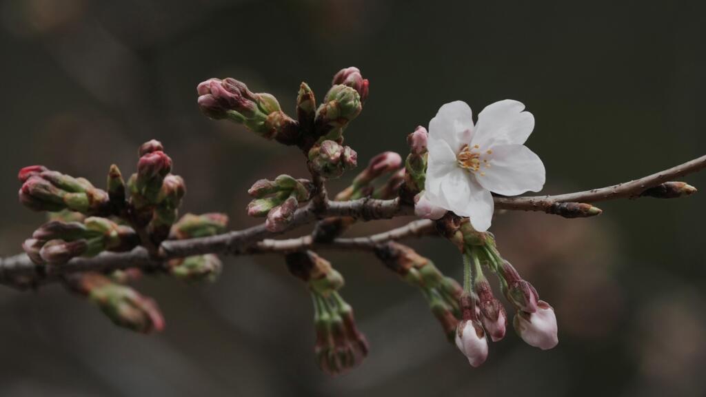 Tokyo's dazzling cherry blossom season officially begins