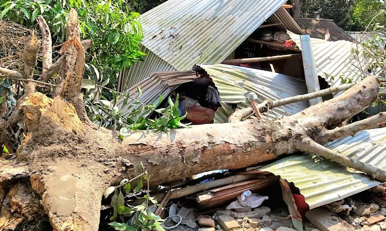 Woman killed as tree falls on her house during Nor'westers in Cumilla