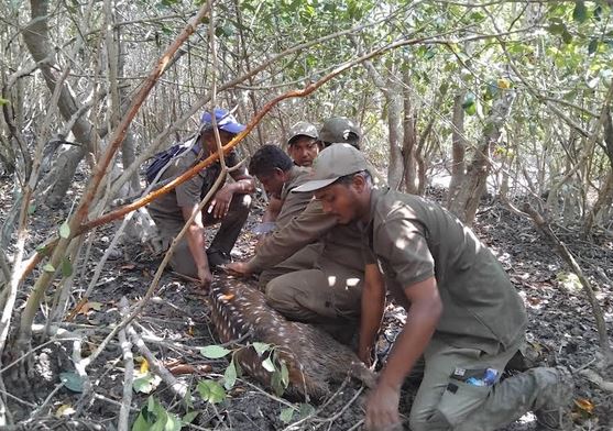 Sundarbans deer rescued from poachers' trap, snares seized