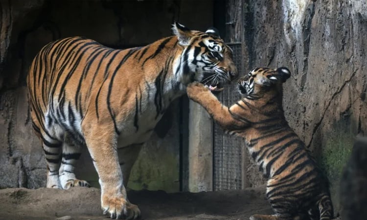 Virus kills tiger cubs in Indonesian zoo