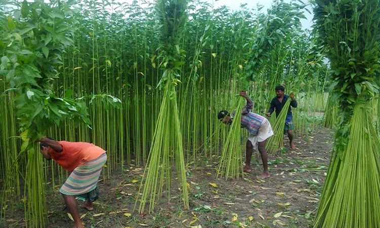 3800 farmers to receive jute cultivation incentives in Jamalpur
