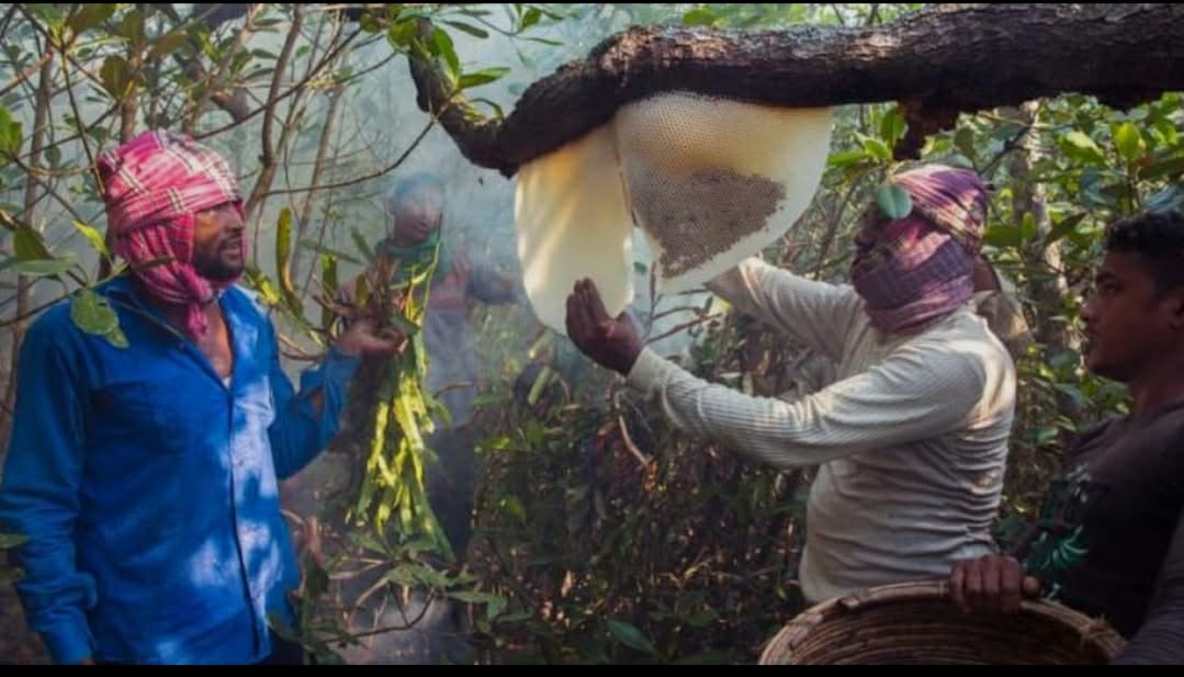 Honey collection in Sundarbans begins tomorrow