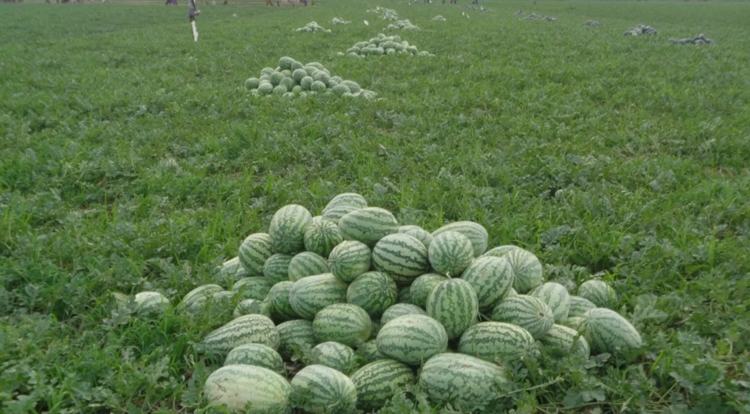 Coastal Khulna sees rise in watermelon farming with high profit hopes