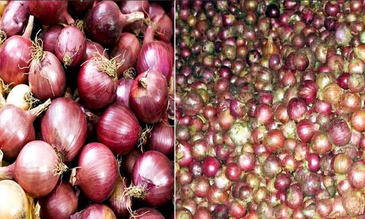 Farmers set to produce a record onion in Rangpur region