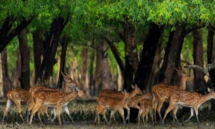 Deer poaching persists in Sundarbans despite population growth