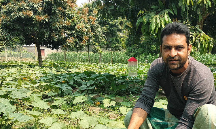 Kaun cultivation success as a companion crop with groundnuts in Dinajpur