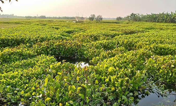 Illegal pond digging worsens waterlogging in Bagha wetlands
