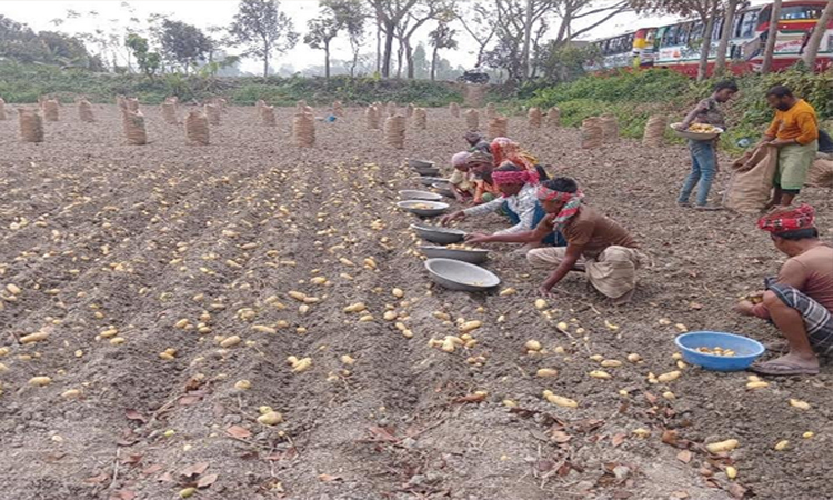 Bumper potato yield brings smiles to Munshiganj farmers