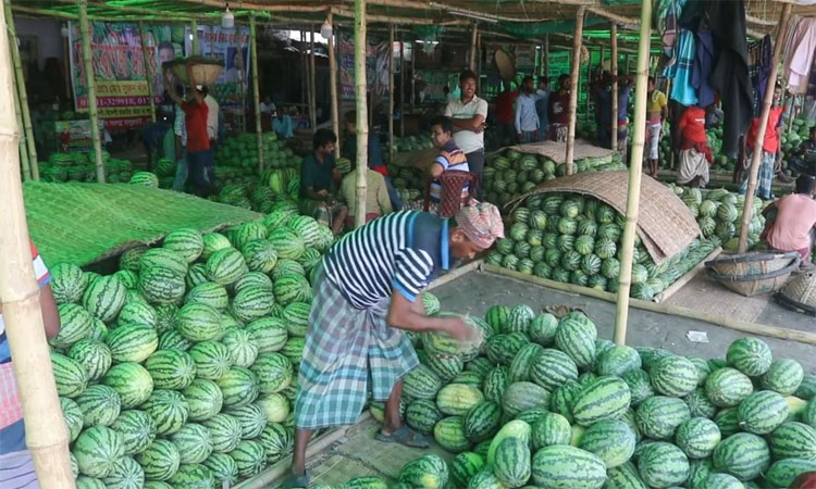 Watermelon production in Barishal exceeds target