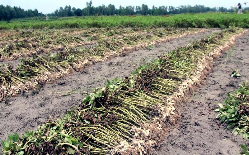 Farmers produce 12,221 tonnes of groundnut in Rangpur region