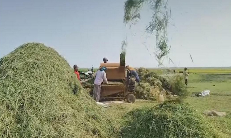 Boro harvest begins in Sunamganj with high yield expectations