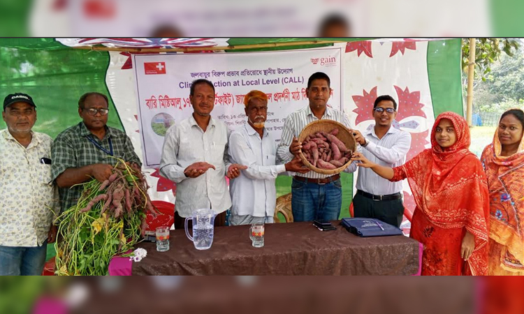 Sweet potato cultivation transforms drought-prone lands in Naogaon