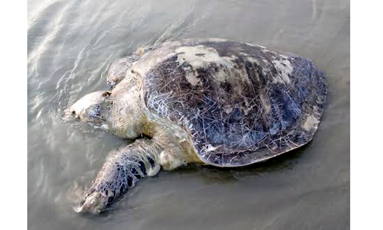 Dead mother turtle washed ashore at Kuakata beach