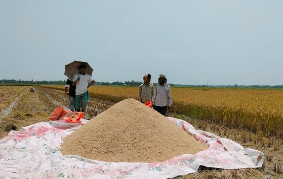 Sunamganj targets over 12 lakh MT of Boro paddy production