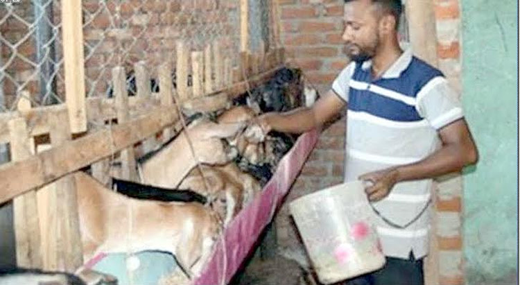 Goat farming brings success to Dinajpur youth