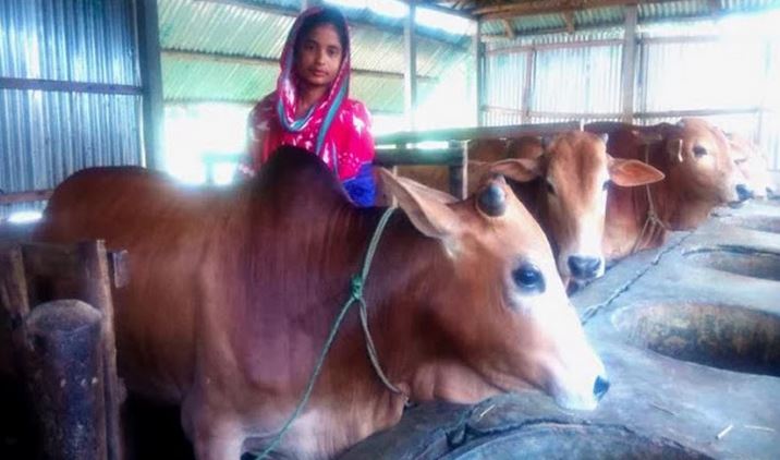 Cattle farming gains momentum in Birganj as Eid-ul-Azha approaches